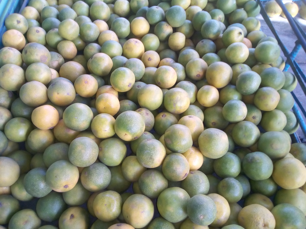 Naranja dulce pareja