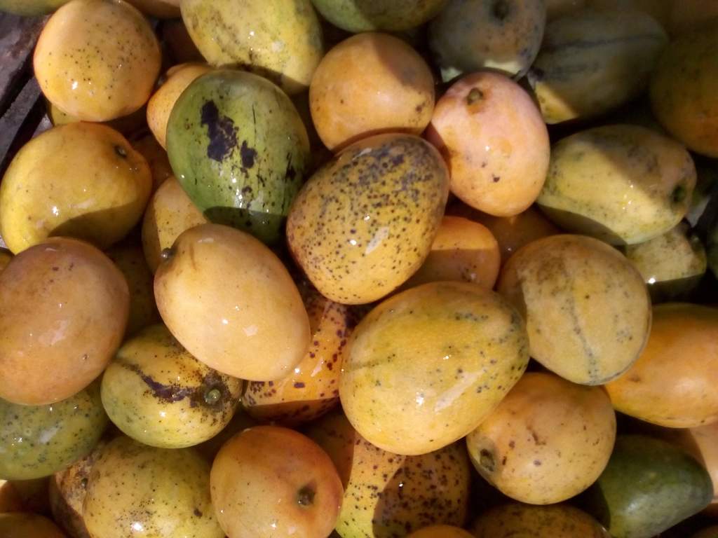 Mango azúcar