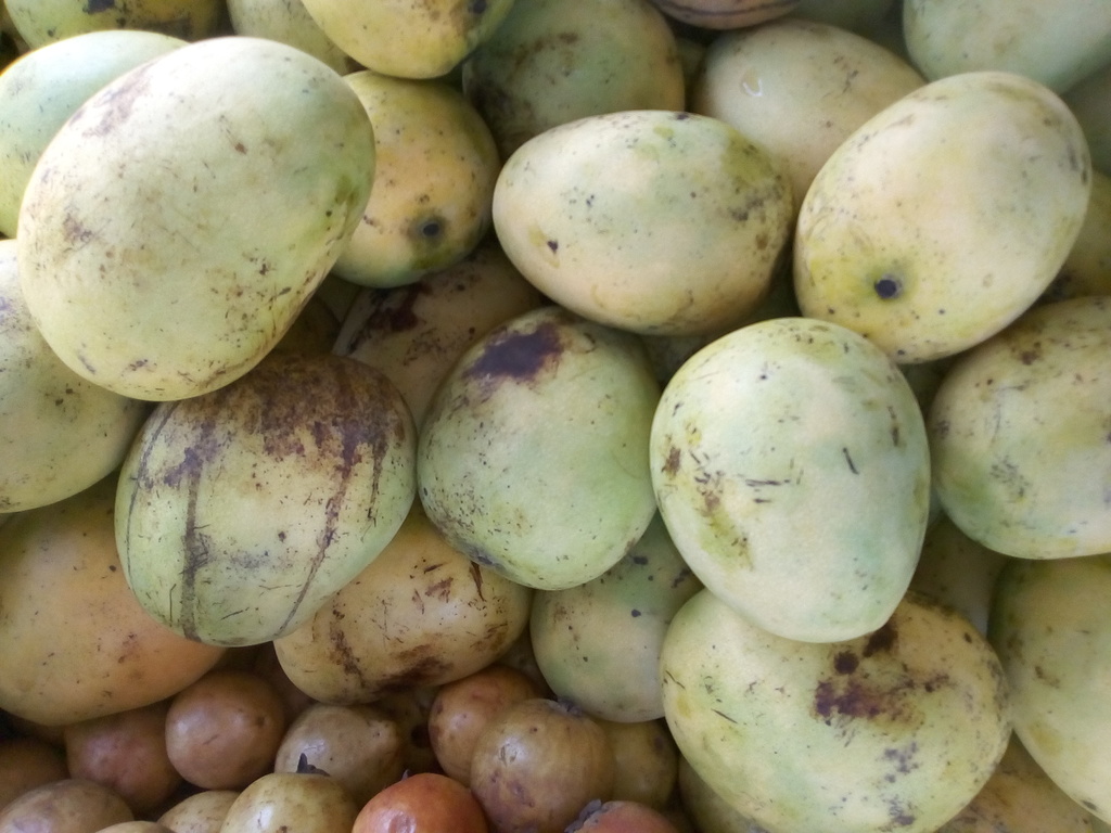 Mango papaya verde