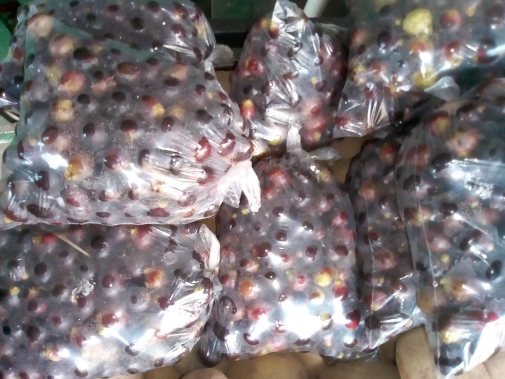 Corozo