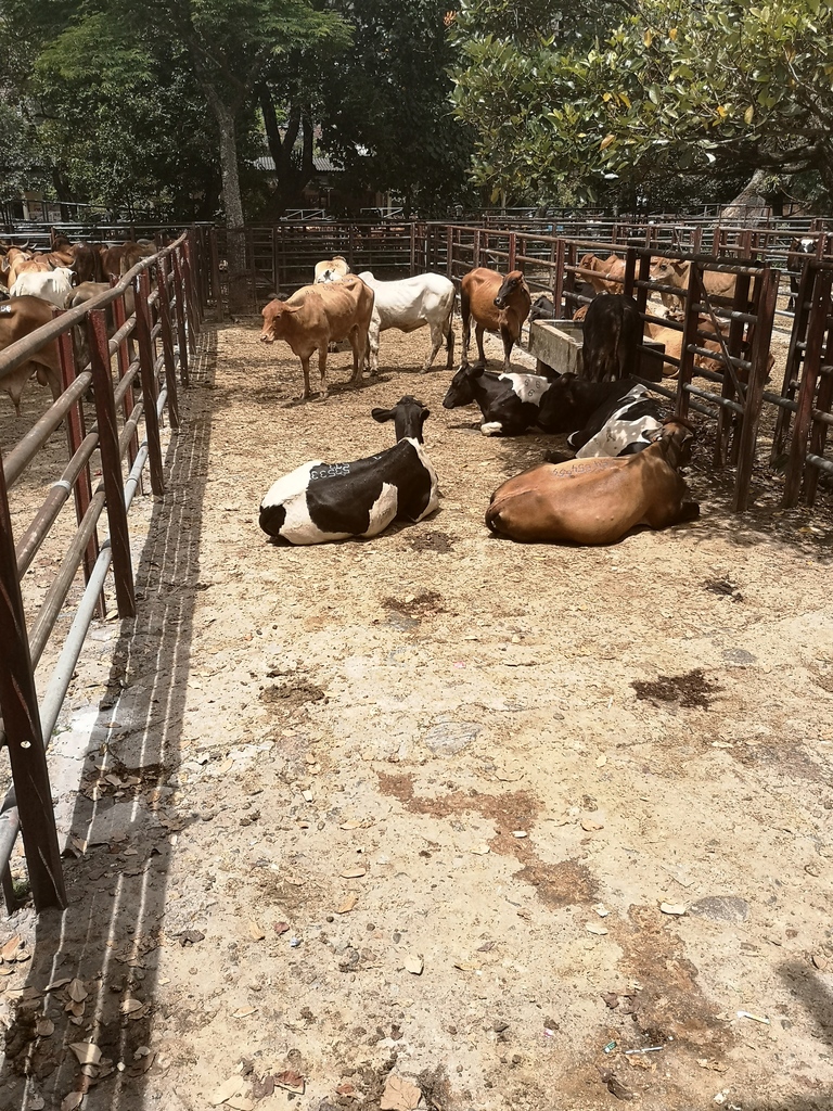 Novillas Para Sacrificio/peso aprox 360kg
