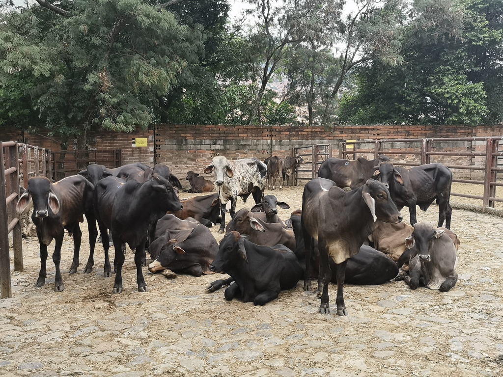 Novillos  de ceba
