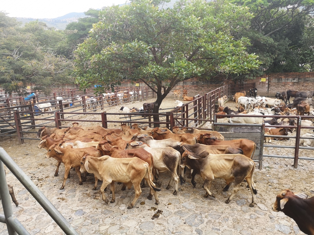 Novillos para Cebar /24 unidades