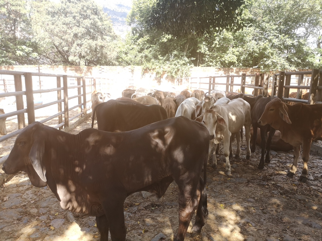 Ganado Cebúino Colorado Comercial