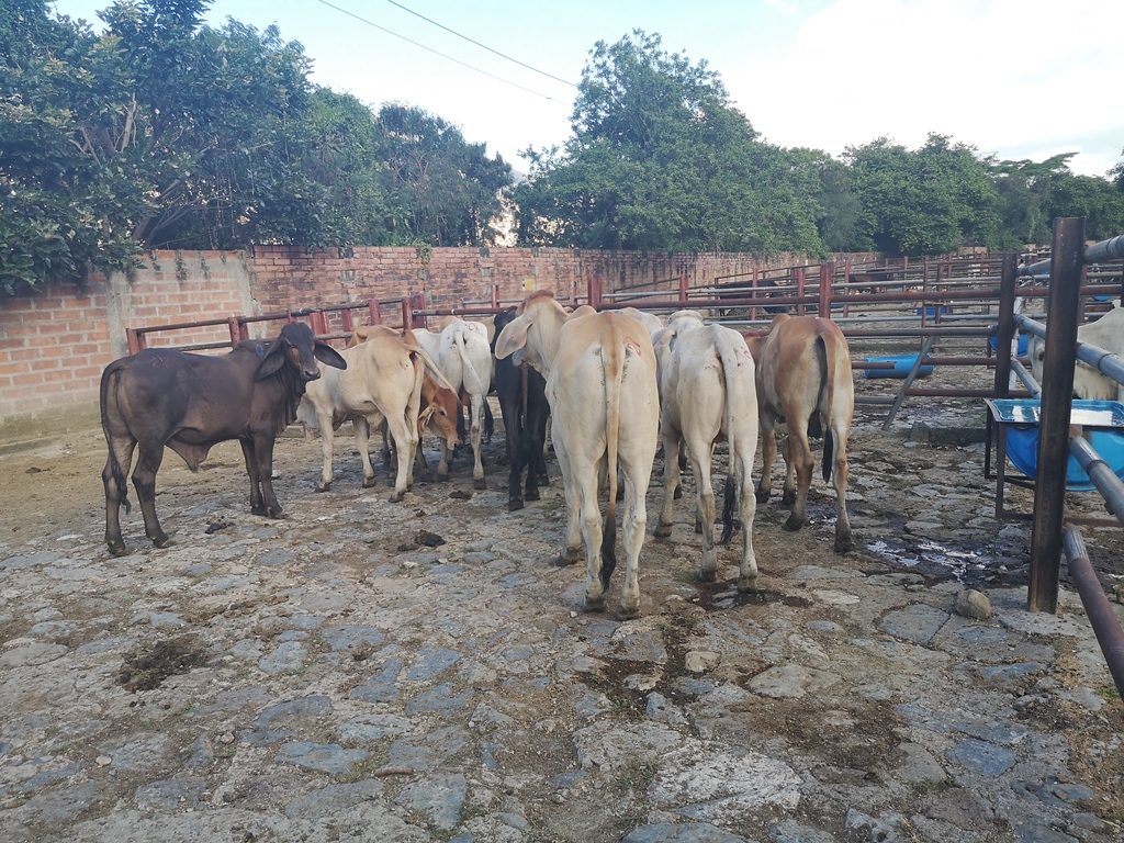Hembras de Levante