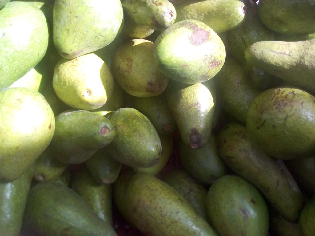 Aguacate