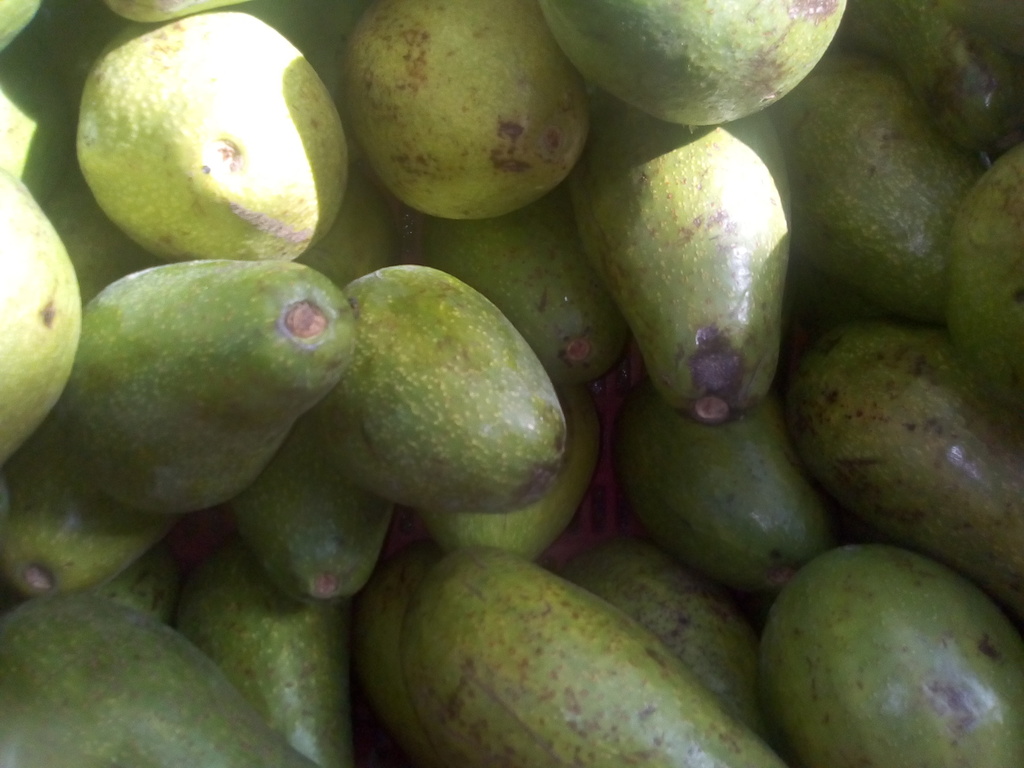 Aguacate