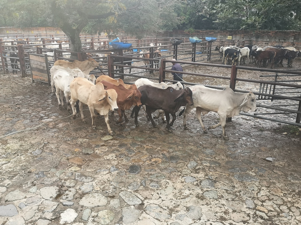 Terneros para Levante