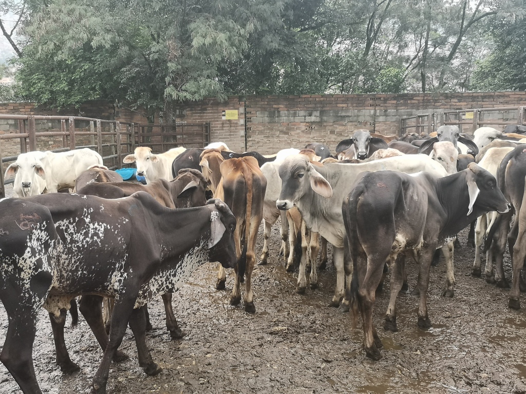 Ternerada Machos para Levante