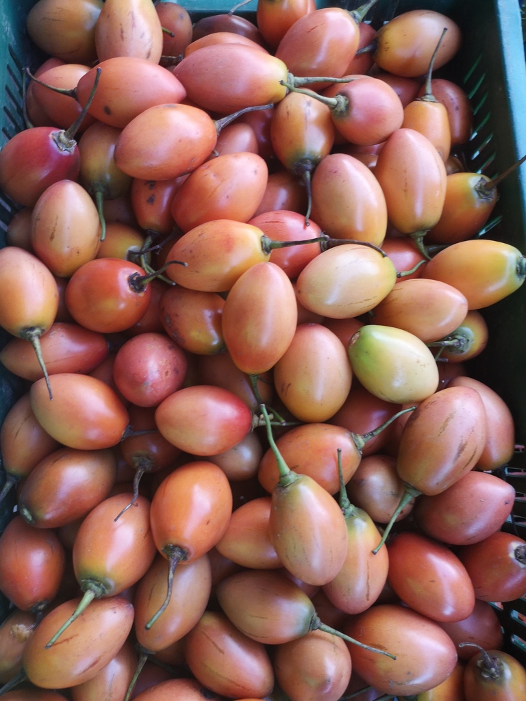 Tomate de Arbol