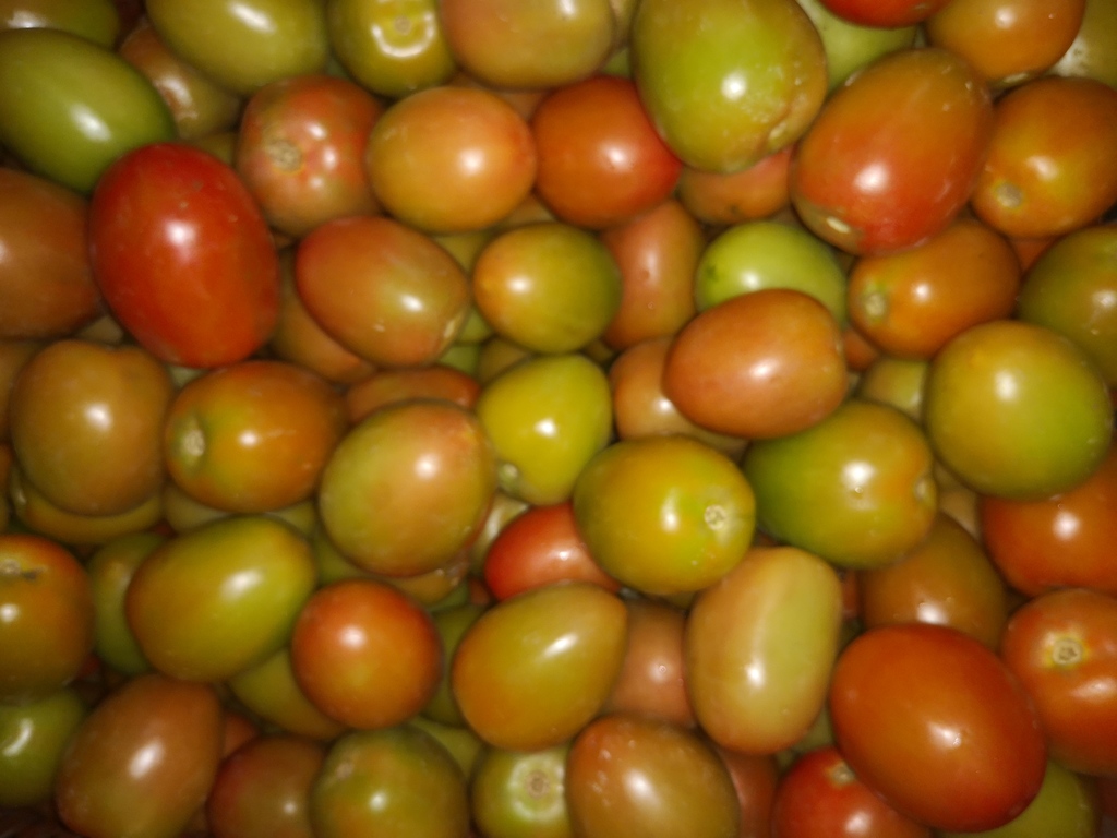 Tomate de Aliño de primera calidad