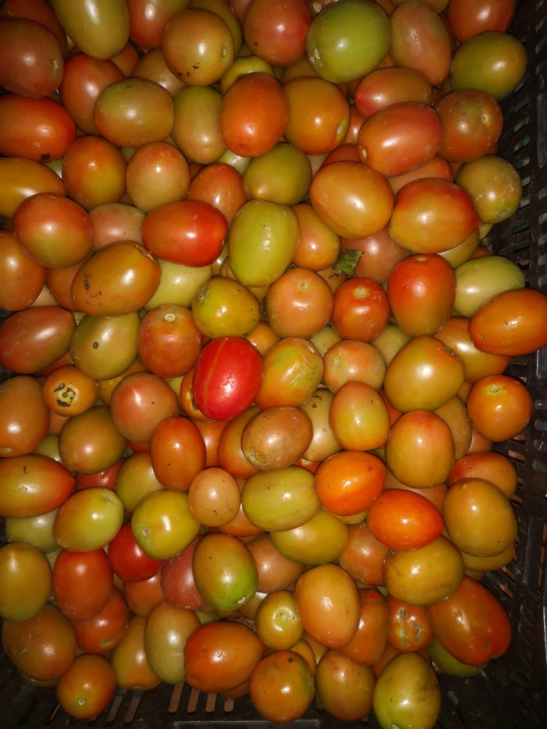 Tomate de Aliño de segunda Clase