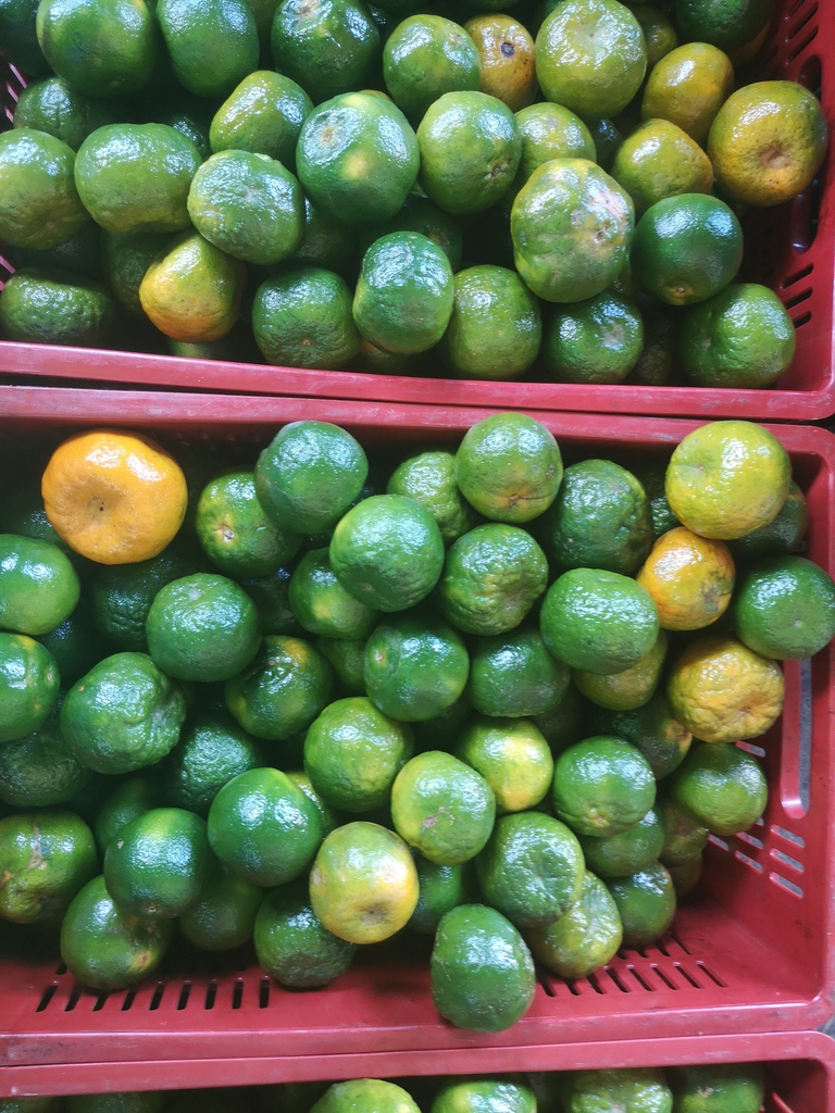 Mandarina Oneco