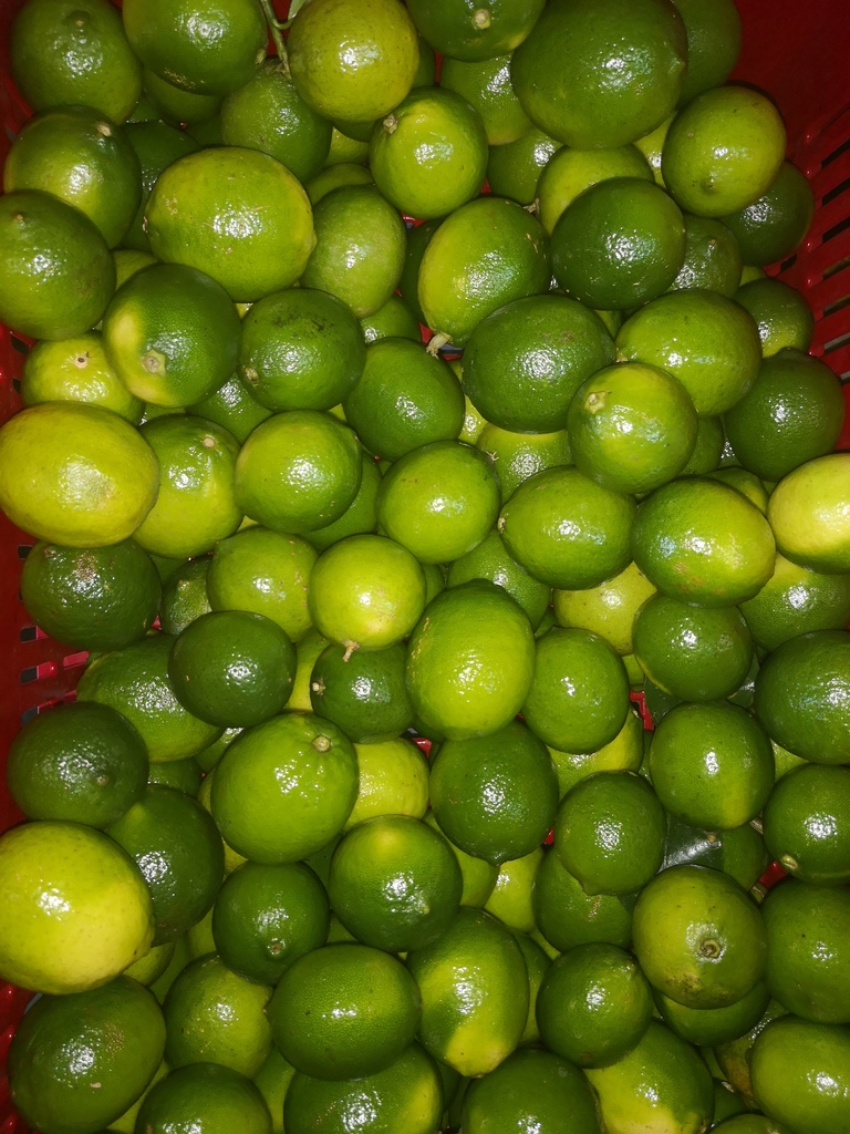 Limón Tahití bulto* 50kg