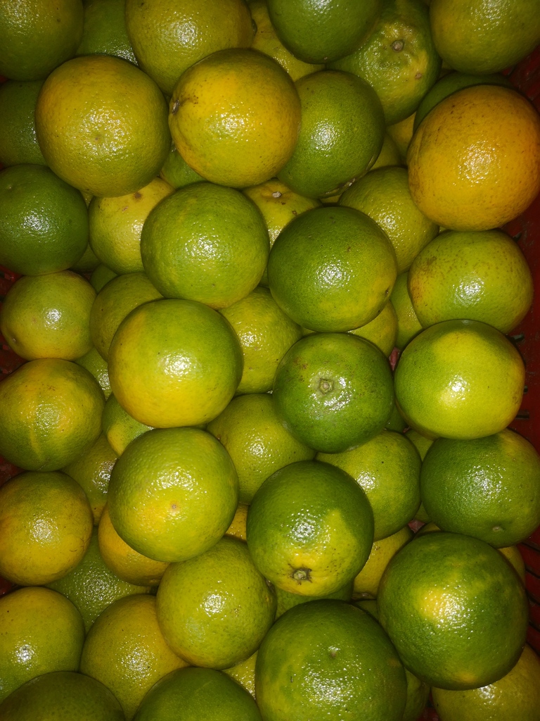 Naranja salustiana* 50 kilos