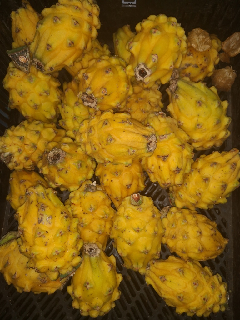 Pitahaya