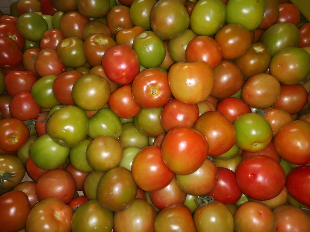 Tomate Chonto