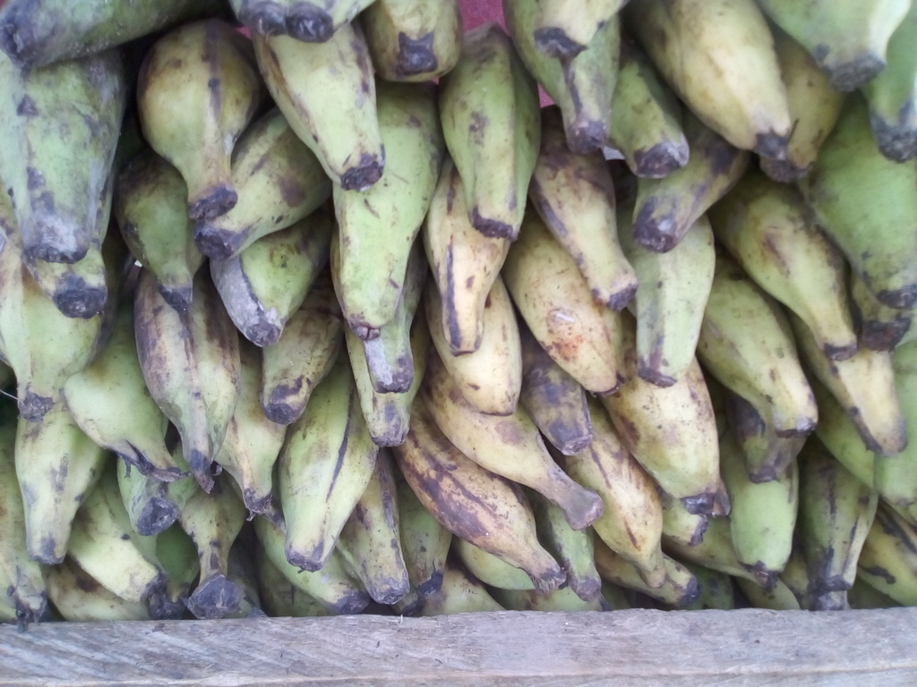 Plátano