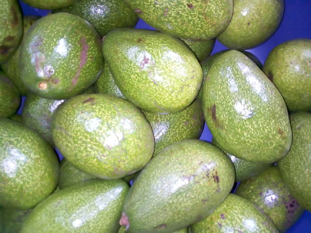 Aguacate