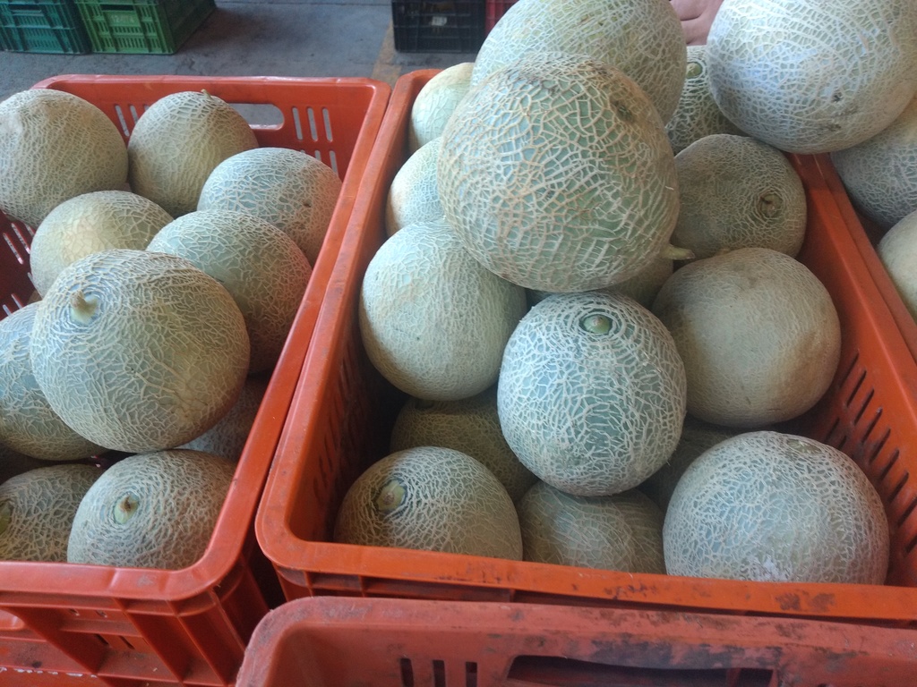 Melón