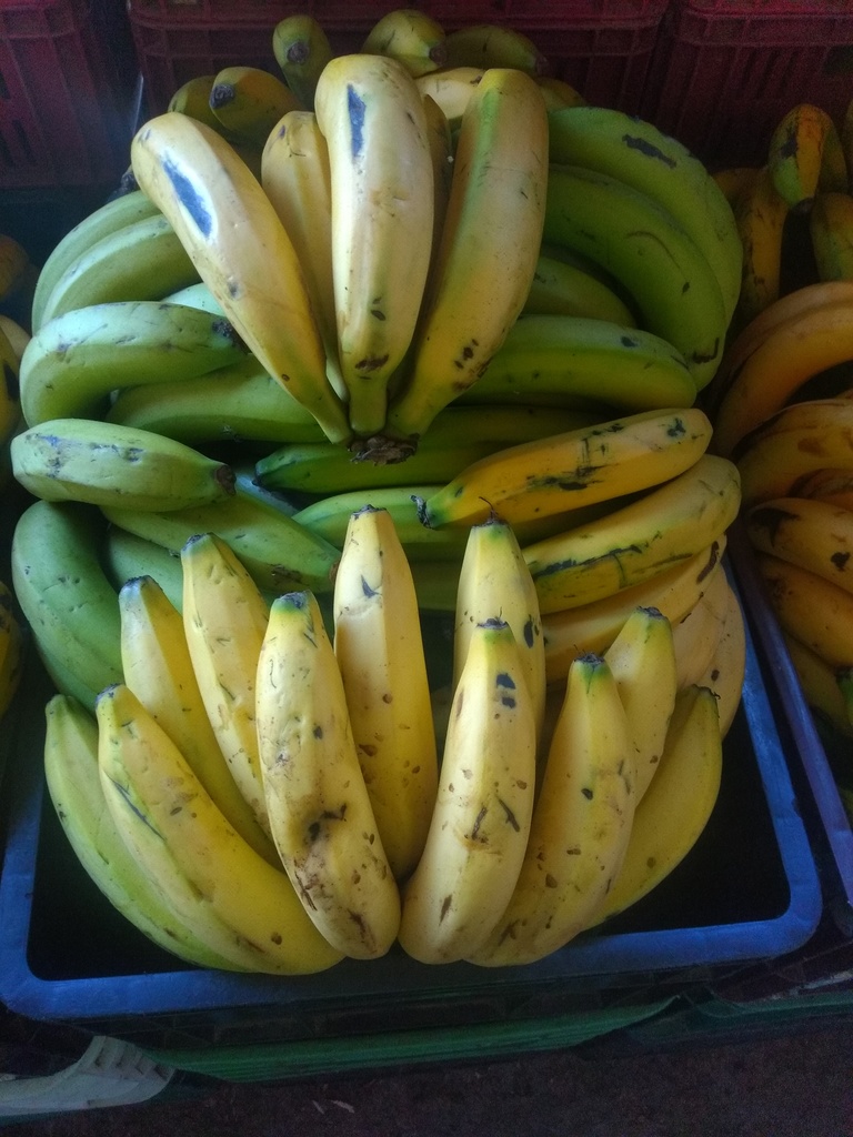 Banano criollo