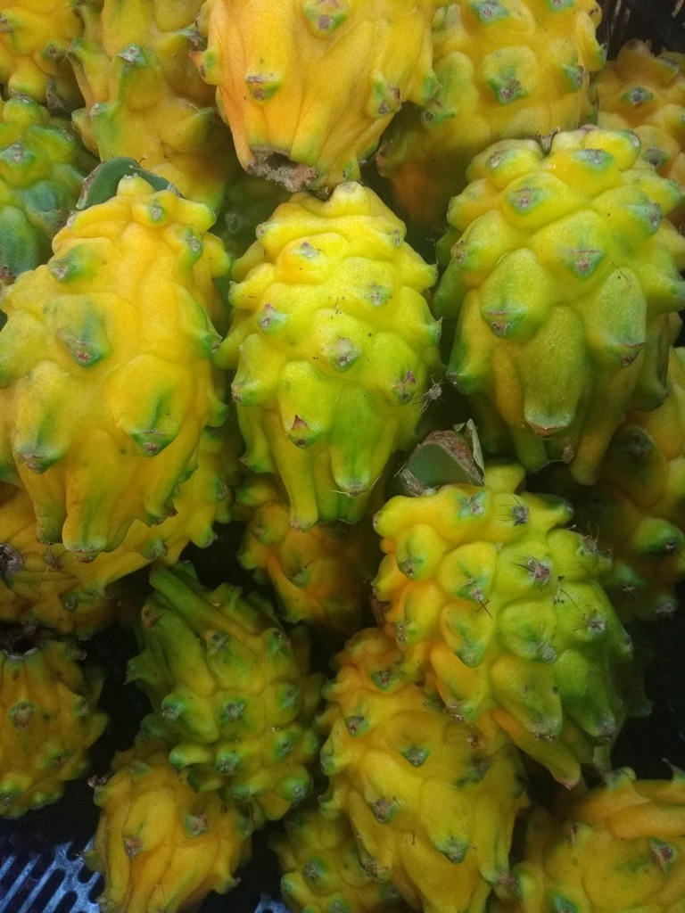 Pitaya