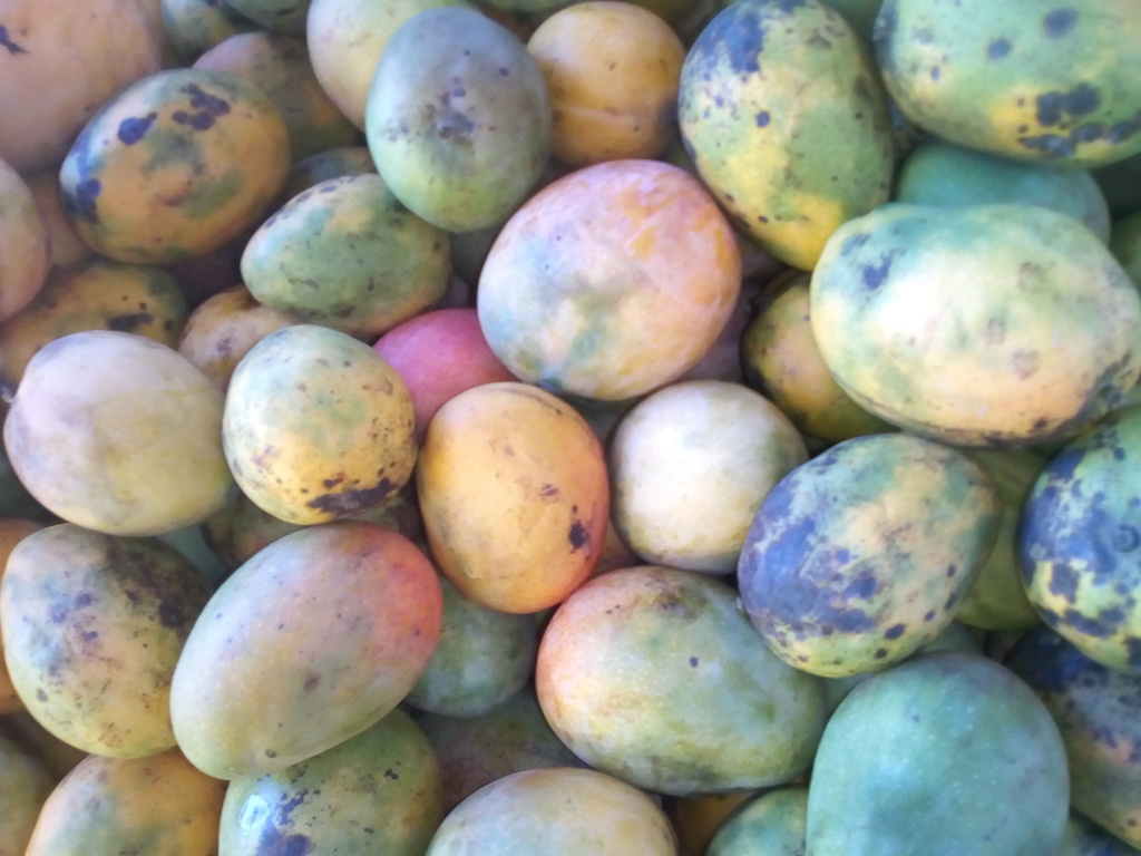 Mango azúcar