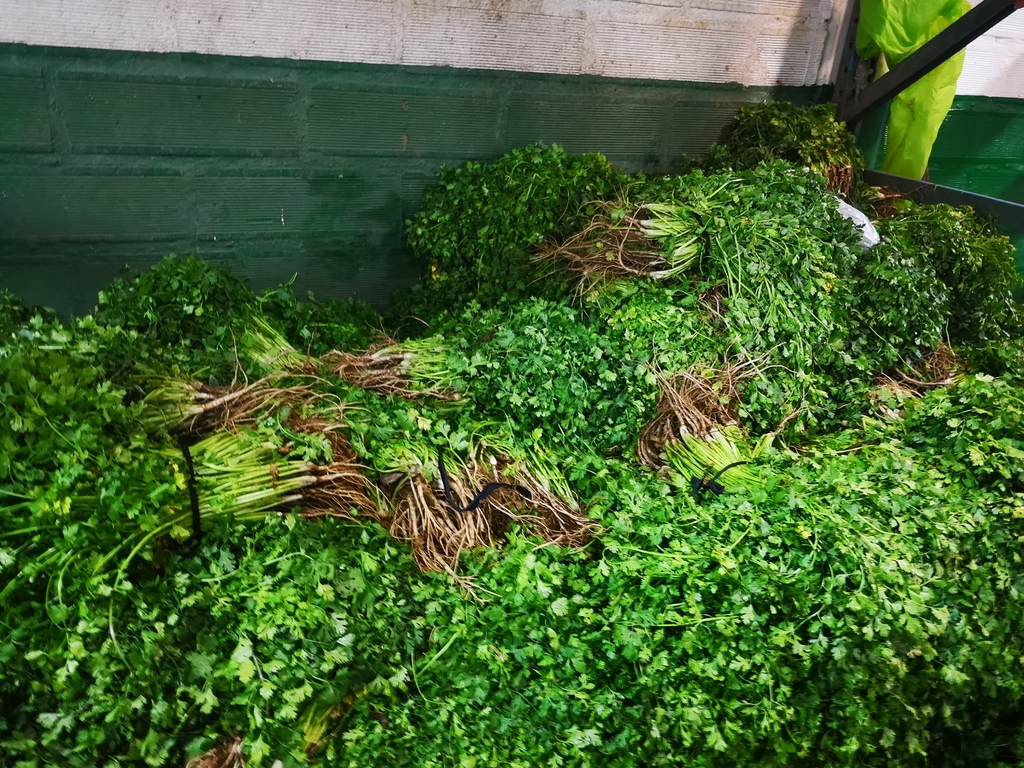 Cilantro