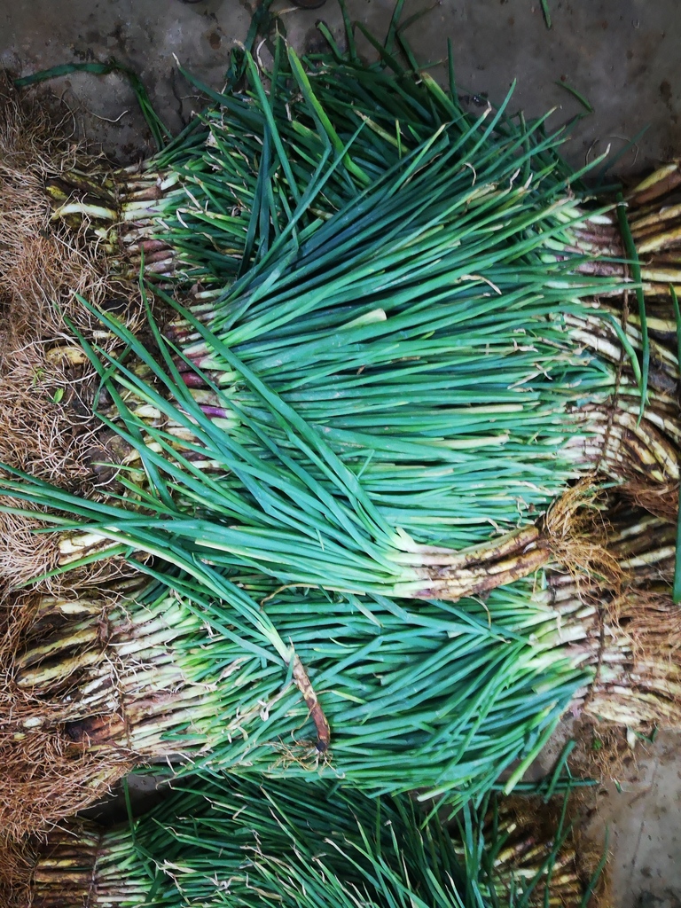Cebolla de Rama *16 kg