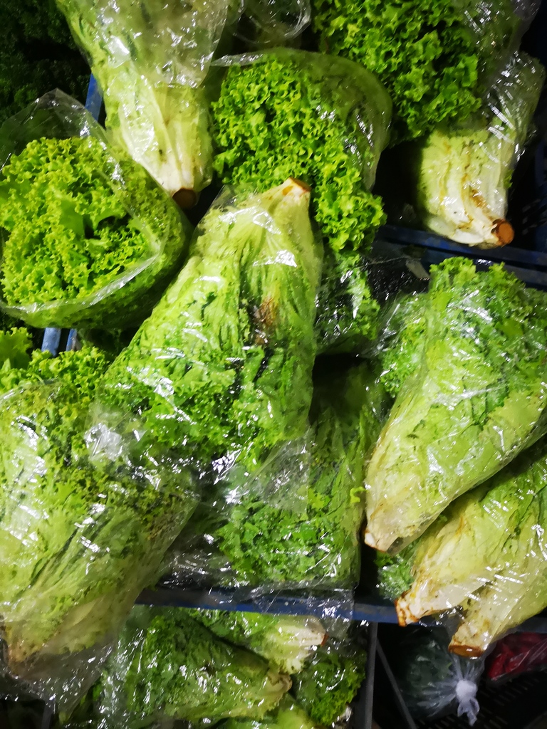 Lechuga crespa