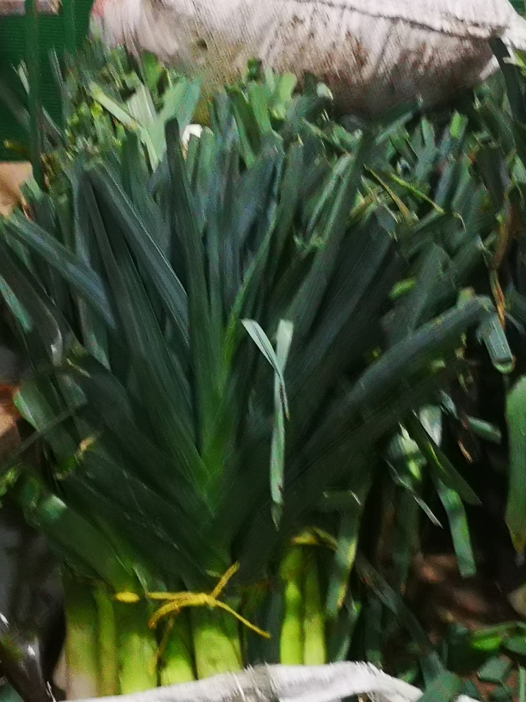 Cebolla Puero