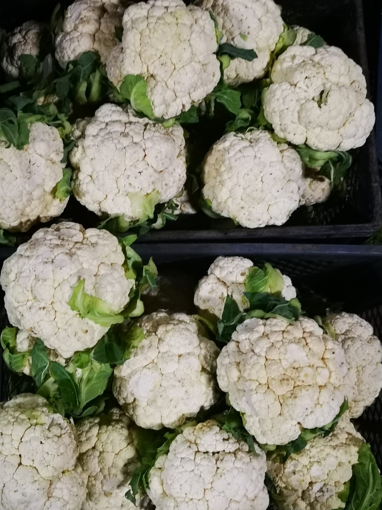 Coliflor
