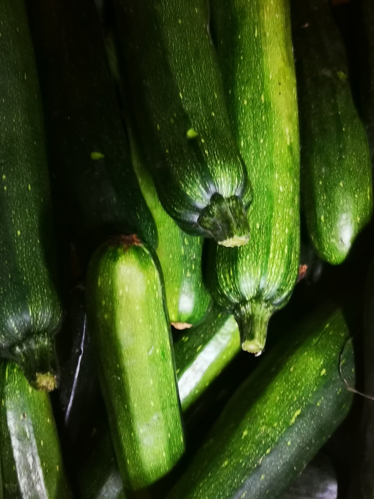 Pepino Cohombro