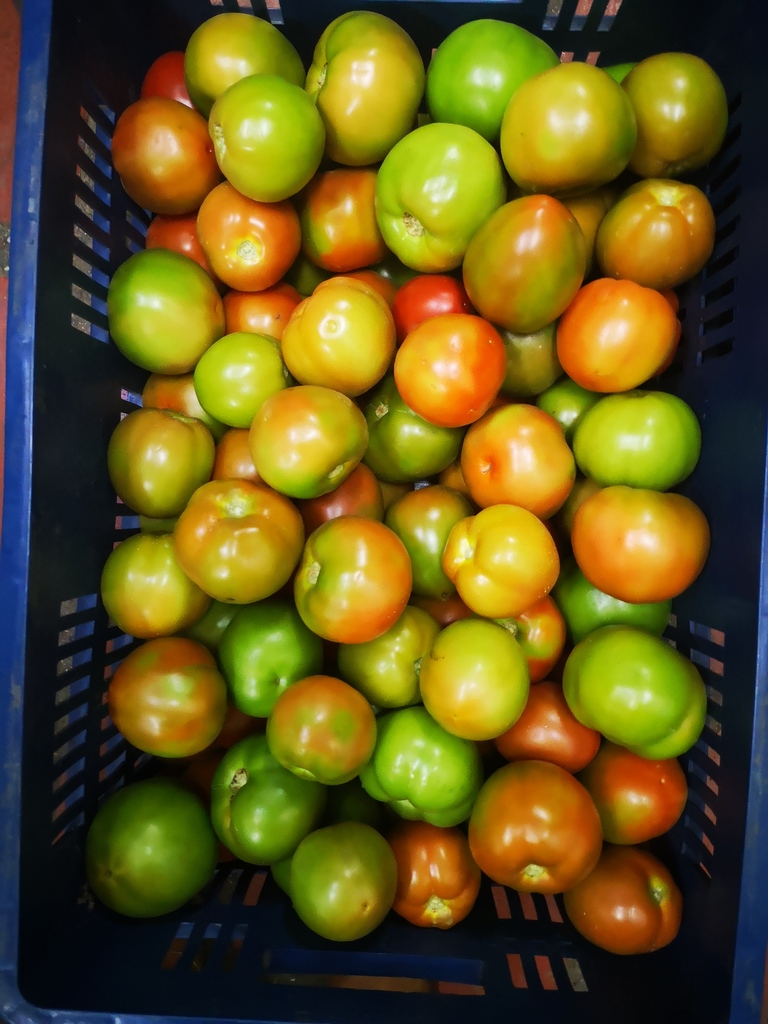 Tomate Chonto extra
