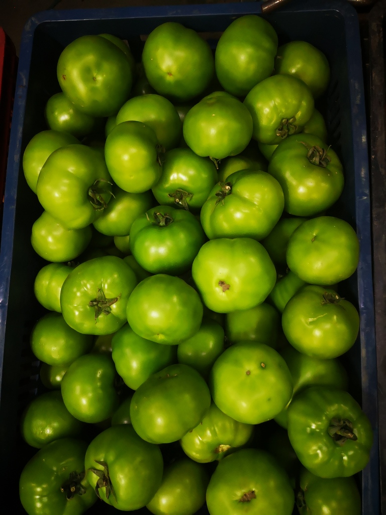 Tomate verde larga vida