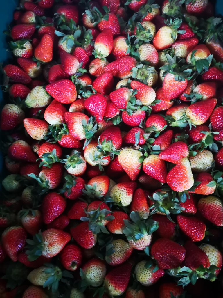 Fresa Agranel Extra