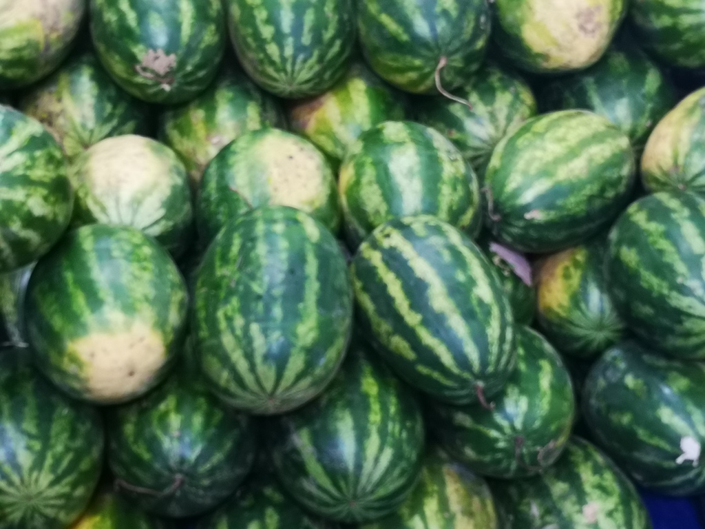 Sandia llanera