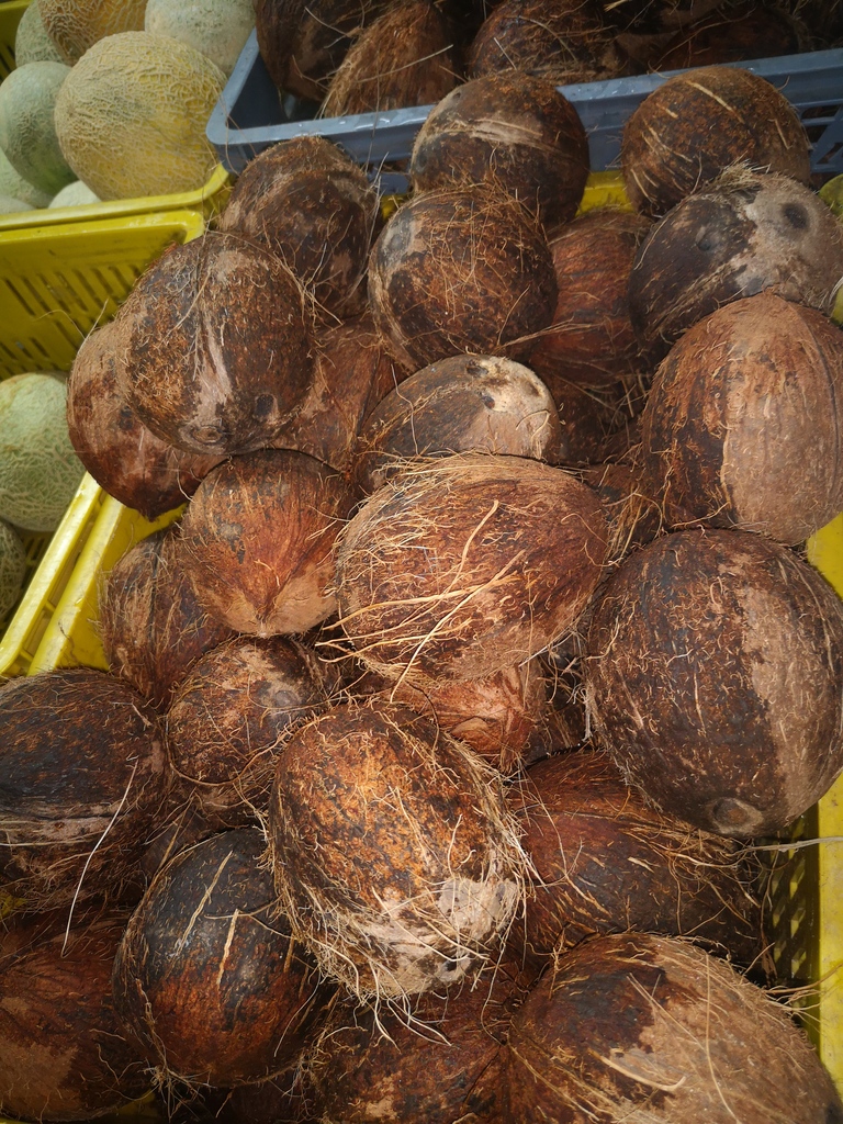 Coco samblas