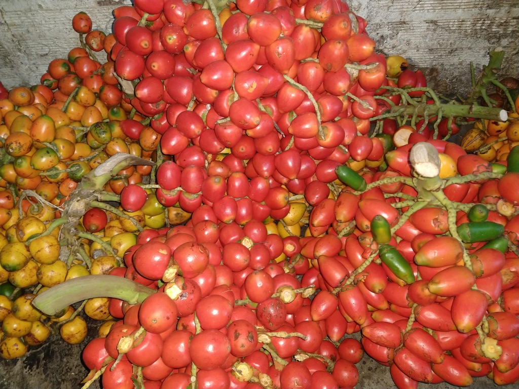 Chontaduro chirilla