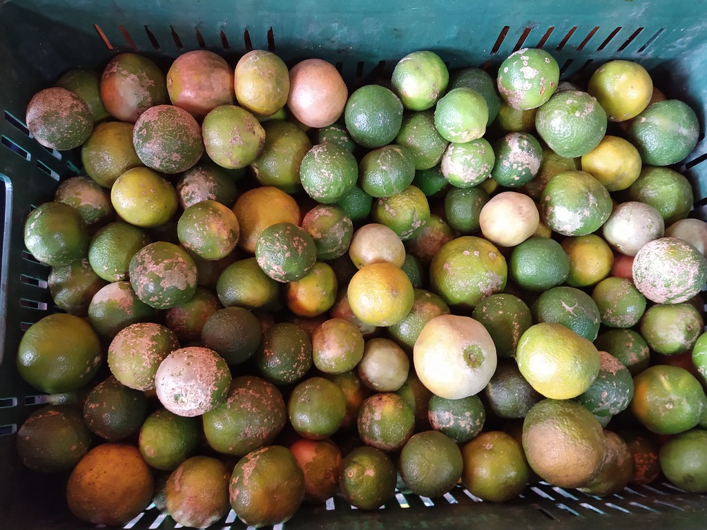 Limón Mandarino