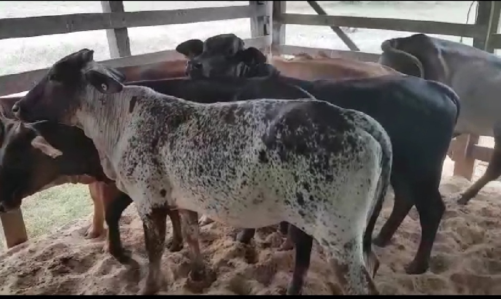 Lote de novillas
