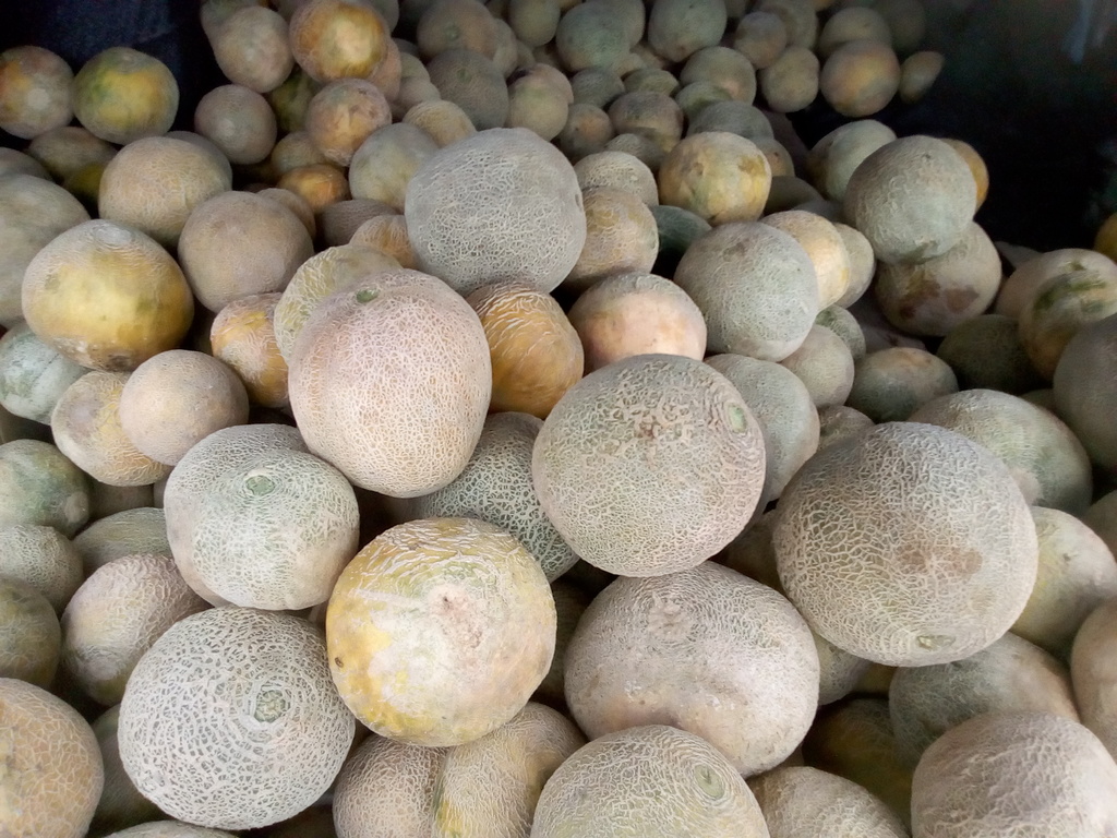 Melón