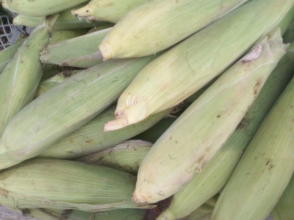 Mazorca de maíz