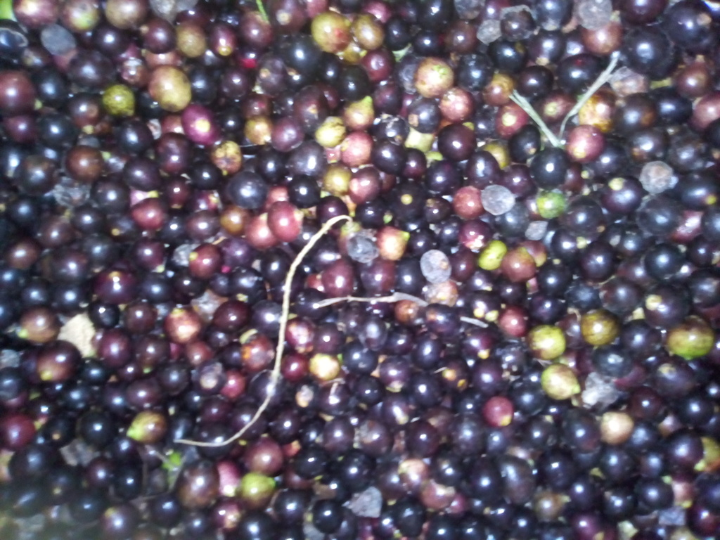 Corozo