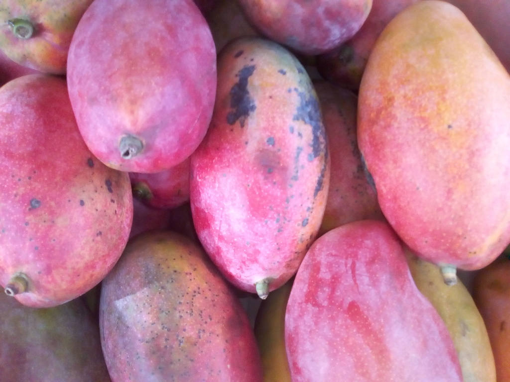 Mango de chupa americano