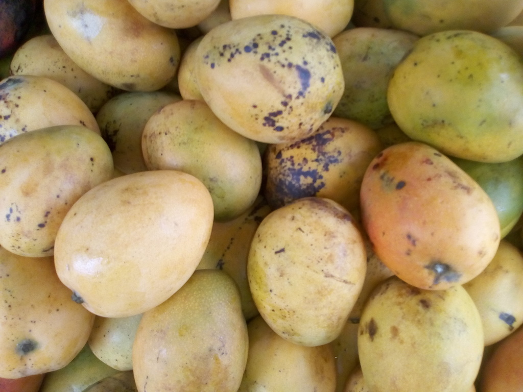 Mango azúcar