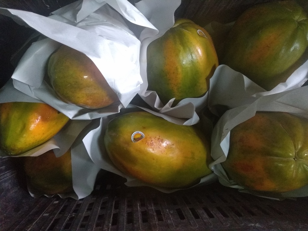 Papaya maradol