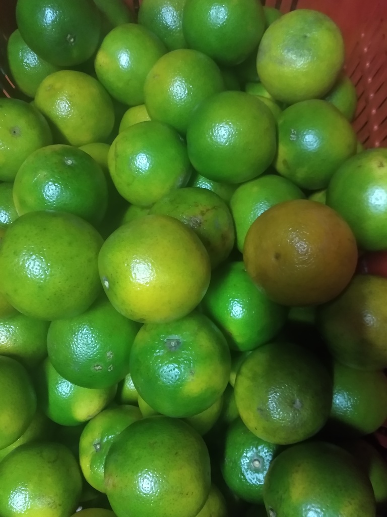 Naranja Valencia segunda
