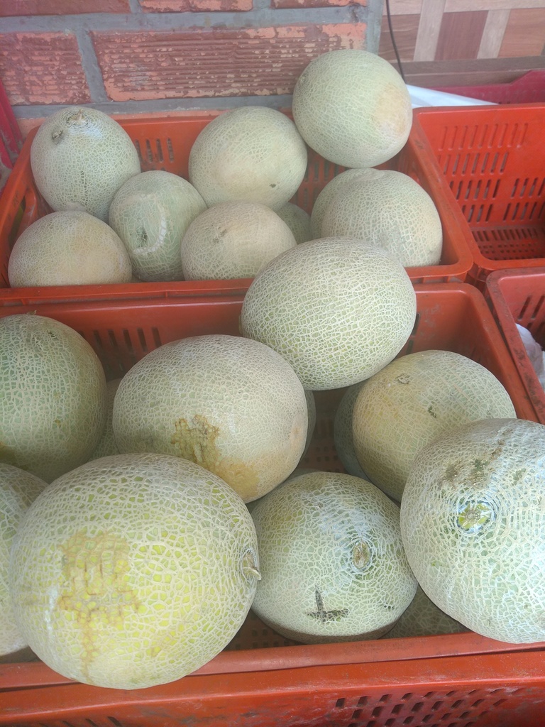 Melón