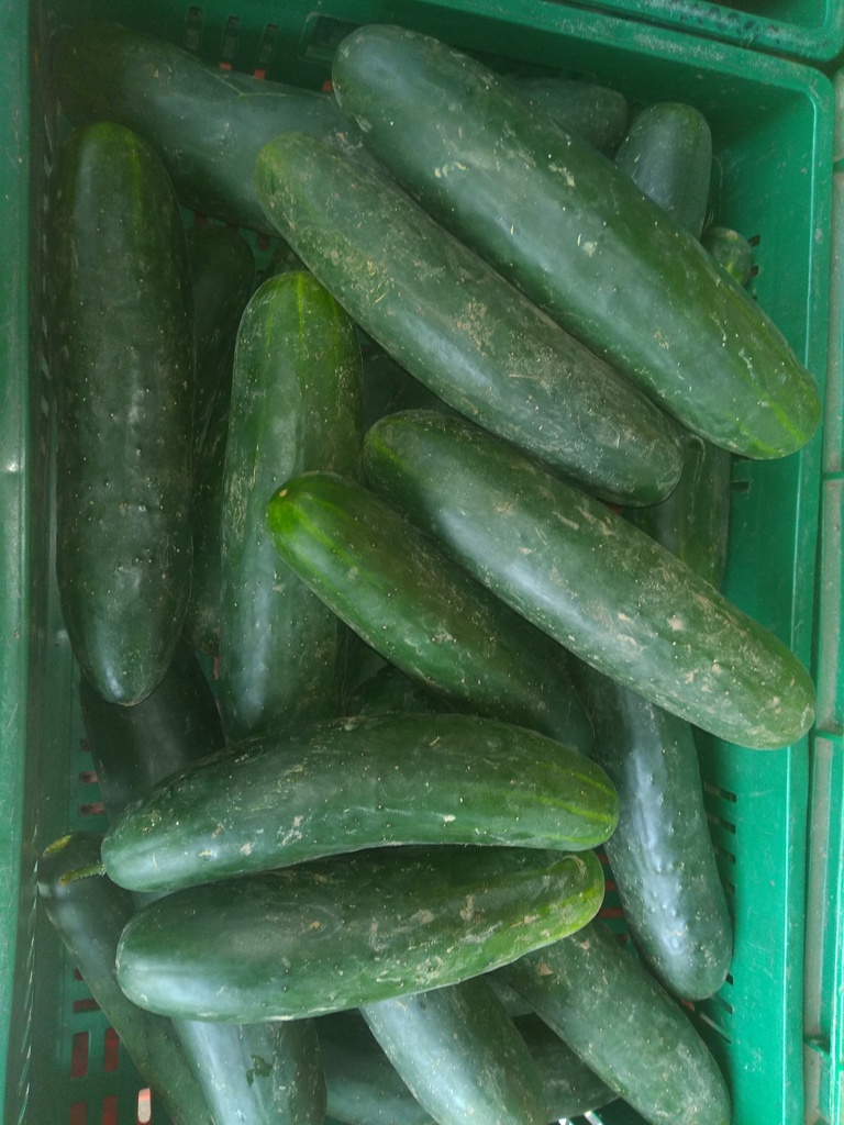 Pepino